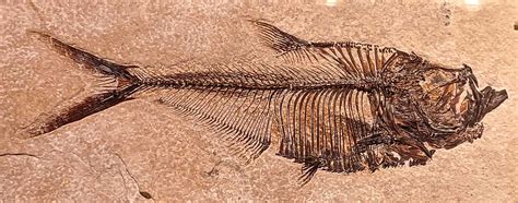 Louisville Fossils and Beyond: Diplomystus dentatus Fish Fossil