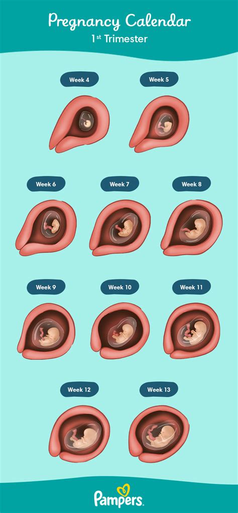 Pregnancy Symptoms Week 1