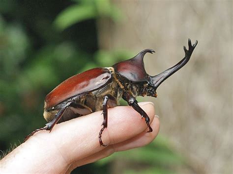 Pin on Beetle in 2024 | Animal planet, Animals, Rainforest insects