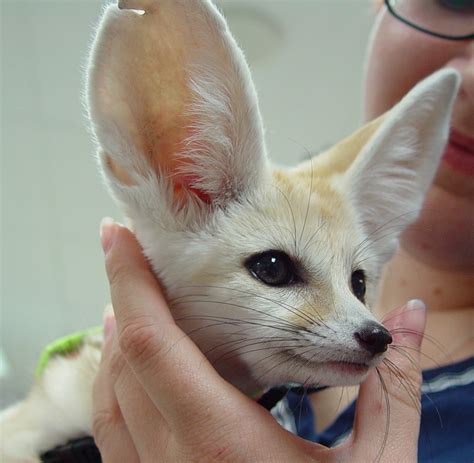 Fennec Fox Pet Price