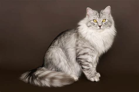 Siberian Cat Breed Information - Cat-World