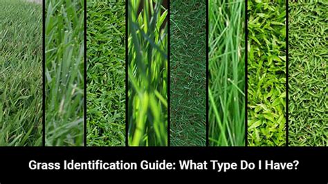 Grass Identification Guide | Do You Know Your Grass Type? - LawnStar