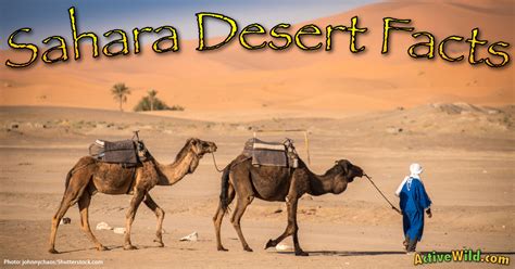 Sahara Desert Facts, Pictures: Discover The World's Largest Desert