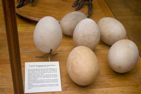 What Elephant Bird Eggs Reveal About the Biggest Bird to Ever Live ...