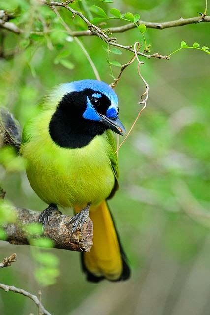 Birds And Animals: Green Jay at Laguna Atascosa NWR in South Texas.