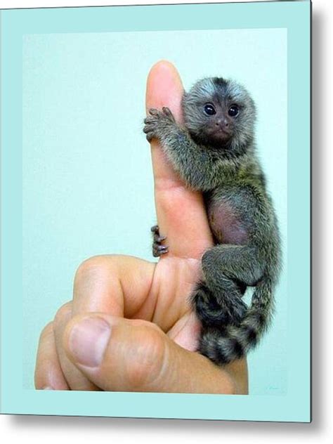 Baby Finger Monkey Aqua Background Metal Print by L Brown - Pixels