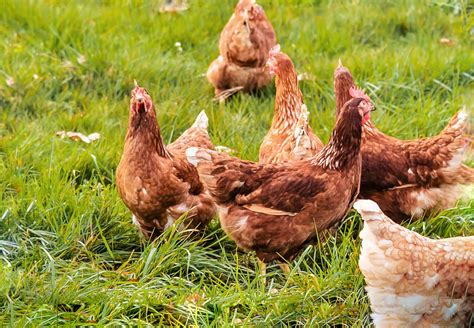 Chicken breeds part 2: Layer hens | ProAgri