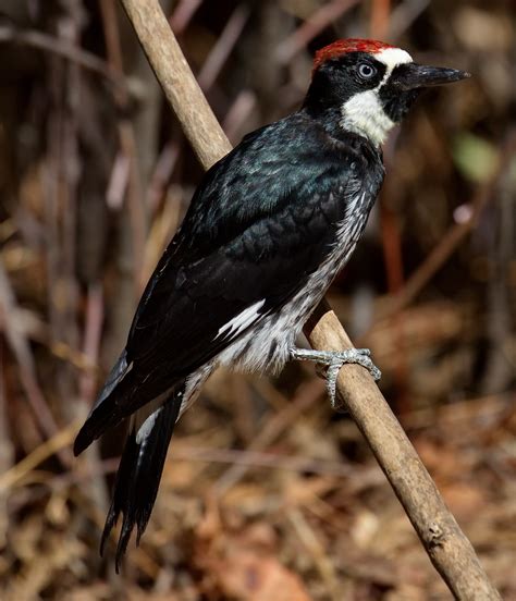 acorn woodpecker | San Diego Bird Spot