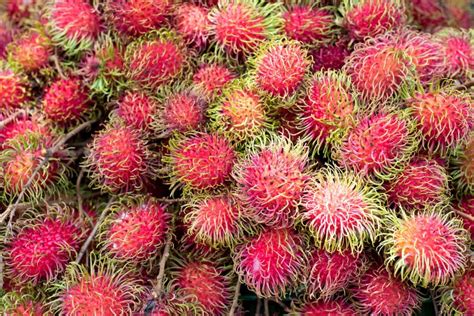 Fresh Malaysian Rambutan Or Rongrien Rambutan Stock Photo - Image of ...