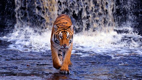 Wallpapers HD Tiger - Wallpaper Cave