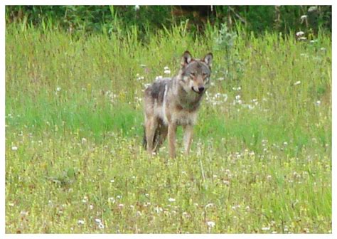 Wildlife Gallery - Glacier Bay