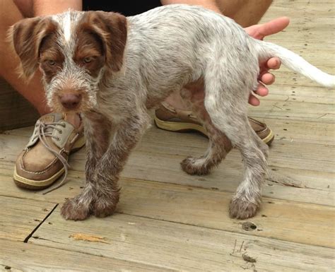 German Wirehaired Pointer Puppies Mi - *Beautiful German Wirehaired ...