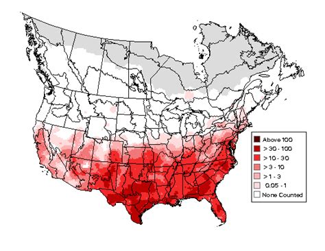 Northern Mockingbird - Photos, facts, and identification tips