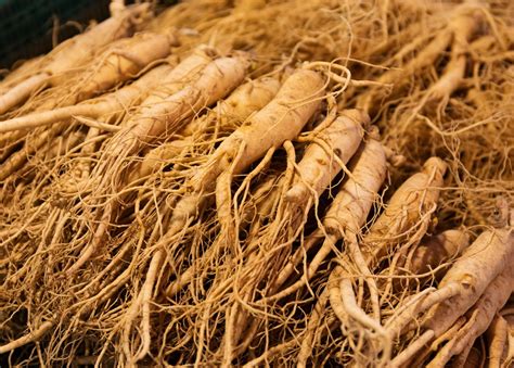 Ginseng Root Benefits - Improves Sexual Capabilities