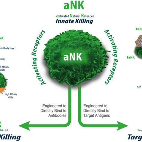 (PDF) Natural Killer Cells for Immunotherapy – Advantages of the NK-92 ...