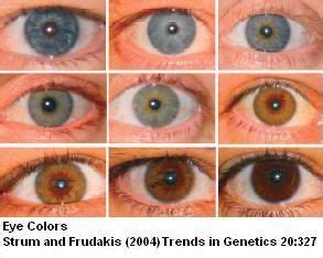 Eye Color Genetics | Science project | Education.com | Eye color chart ...