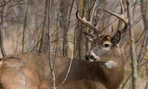 Beginner's Guide To Deer Hunting