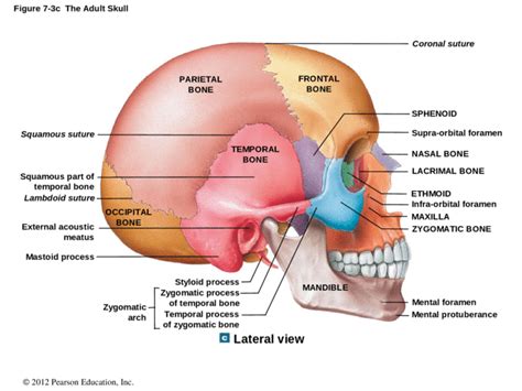 © 2012 Pearson Education, Inc. Figure 7-3c The Adult Skull TEMPORAL ...