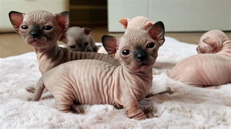 So Cute Sphynx Cats - Sphynx Kitten | Kittens, Sphynx cat, Cat top