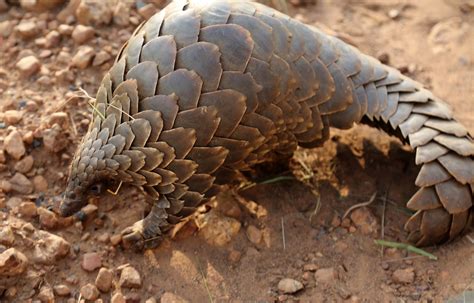 The Coolest Native Wildlife of Vietnam