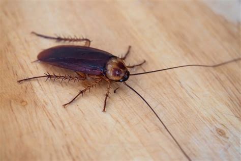 Everything You Need To Know About Cockroach Bite