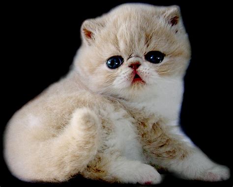 Exotic Shorthair Cats - Pets Cute and Docile