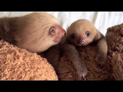 Baby Sloths Being Sloths FUNNIEST Compilation | Sloths | Know Your Meme