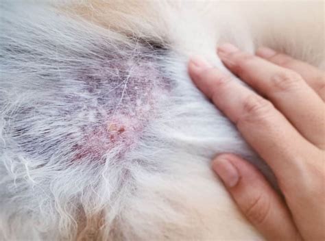 What Causes Bacterial Skin Infections In Dogs