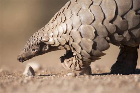 26 Fascinating Pangolin Facts - Guide to the World's Most Trafficked Animal