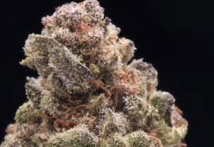 Berry White Strain Information | Cannafo | Marijuana | Cannabis ...