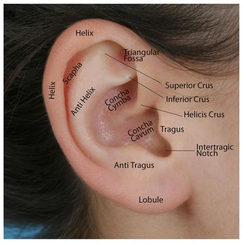 Overview Of Ear Structure Diagram 1: Diagram Showing The Str