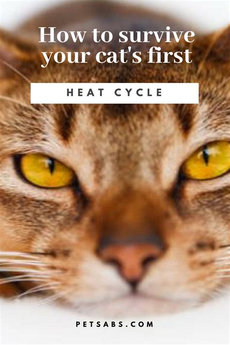 Cat on Heat Cycle - MagdalenakruwMccann