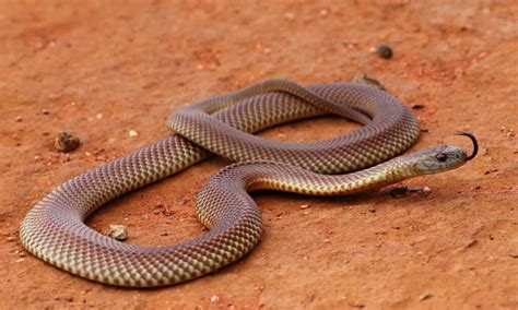 10 Snakes That Live in the Desert — #1 is Terrifying! - A-Z Animals