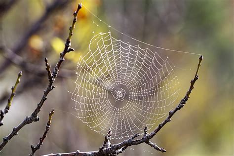 File:Spider web with dew drops03.jpg - Wikipedia