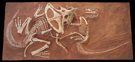 Velociraptor Dinosaur Skeleton