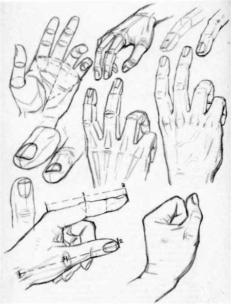 Hand Reference Drawing at GetDrawings | Free download