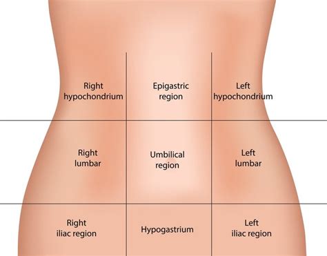 Region Anatomy