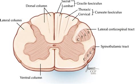 Cervical Spinal Cord Cross Section Anatomy - bmp-troll