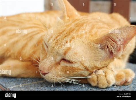 sleeping yellow cat Stock Photo - Alamy