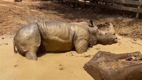 Aussie Zoo Animals Beat The Heat How? - Videos from The Weather Channel