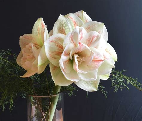 How to Use Amaryllis as Cut Flowers - Longfield Gardens