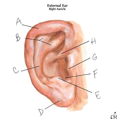 Ear Diagrams Flashcards | Quizlet