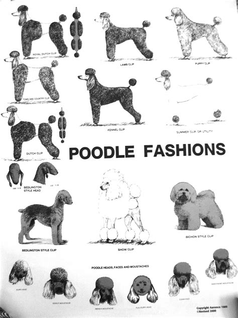 Huxtable The Poodle | Toy Poodle Blog | Parti Poodle: Poodle Grooming ...