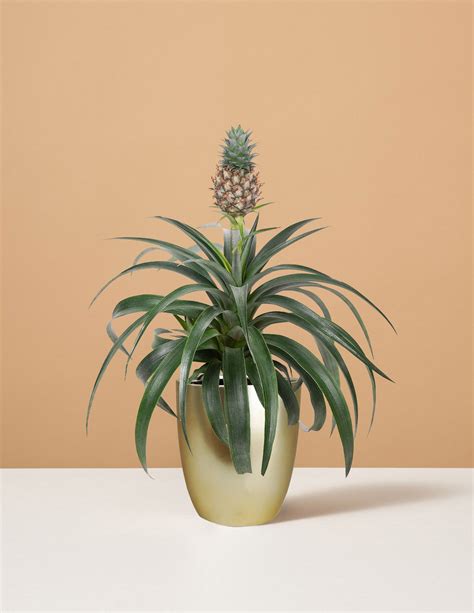 Pineapple Plant | Houseplants for Delivery | The Sill