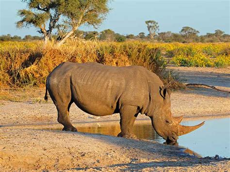 Hunting Rhino in South Africa - Somerby Safaris