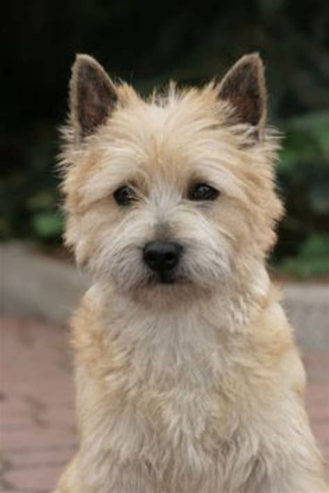 Cairn Terrier Dog Breed Information, Images, Characteristics, Health