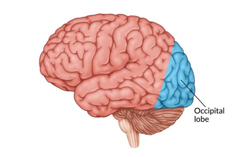 Occipital Lobe Damage: How It Affects Vision & Recovery