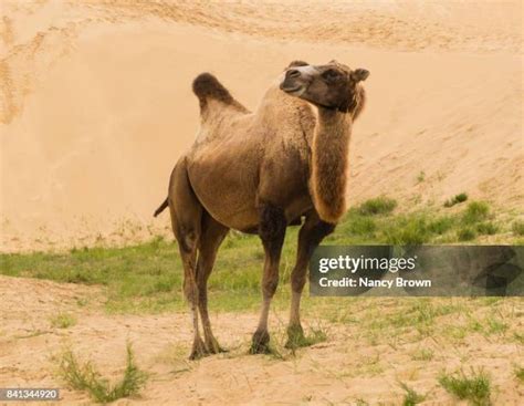 305 Wild Bactrian Camel Stock Photos, High-Res Pictures, and Images ...