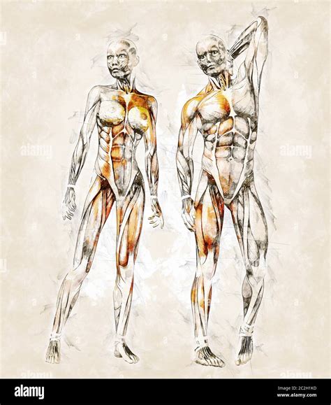 Human body muscles pencil drawing hi-res stock photography and images ...