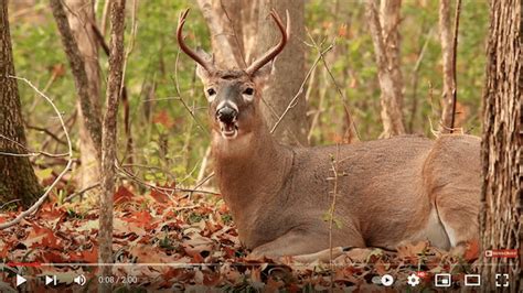 Do Deer Chew Cud: Digestive System Facts - Deer Hunting Guide